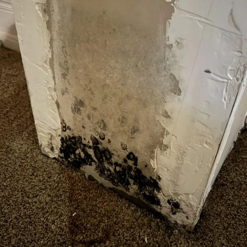 Professional Mold Removal in Auburn, ME